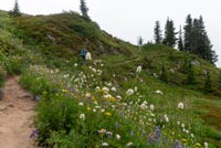 Paradise Park Image Thumbnail