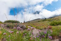 Paradise Park Image Thumbnail