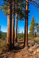 Peterson Ridge Loop Image Thumbnail