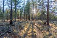 Peterson Ridge Loop Image Thumbnail