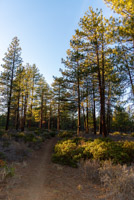 Peterson Ridge Loop Image Thumbnail